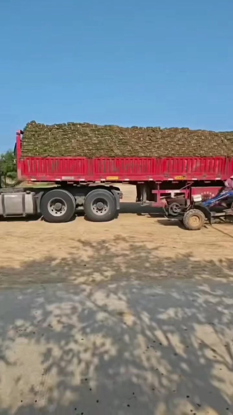 马尼拉草坪，马尼拉草块，基地大量现货供应中，自产自销
