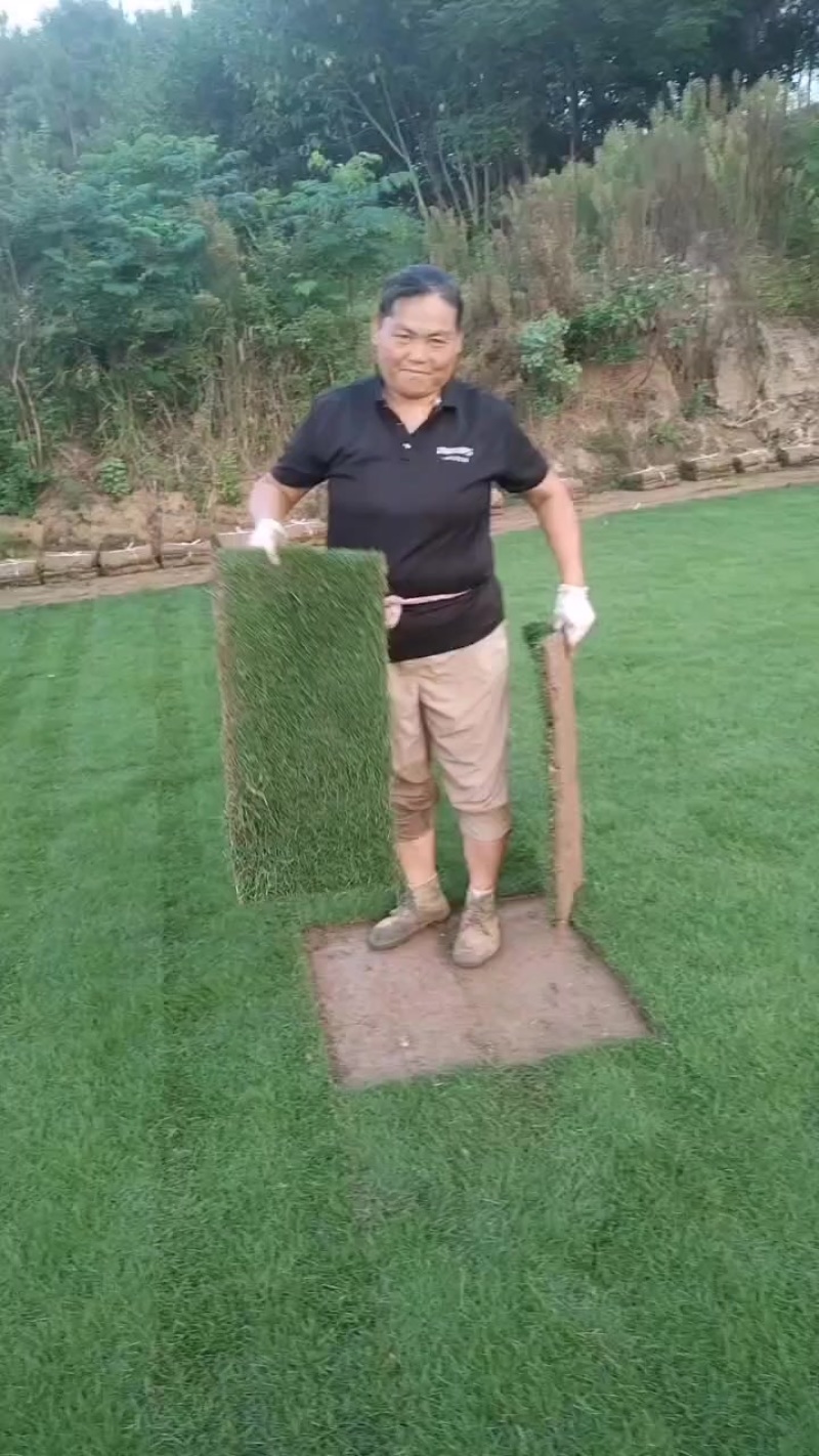 马尼拉草坪，马尼拉草块，基地大量现货供应中，自产自销