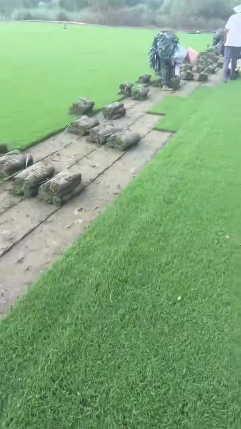 马尼拉草坪，马尼拉草块，基地大量现货供应中，自产自销
