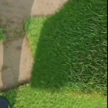百慕大草坪，基地直销大量现货供应，自产自销，物美价廉