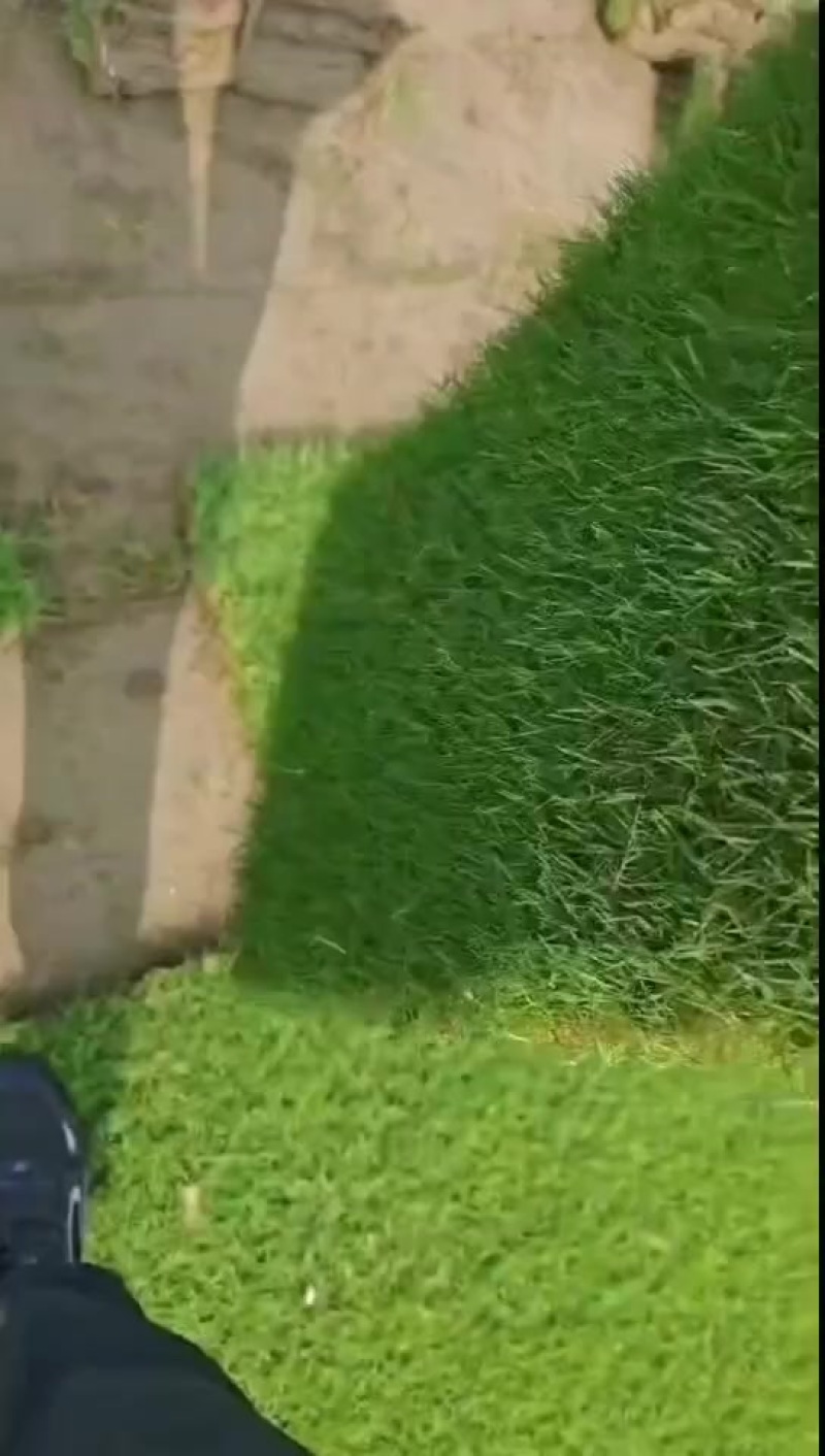 百慕大草坪，基地直销大量现货供应，自产自销，物美价廉