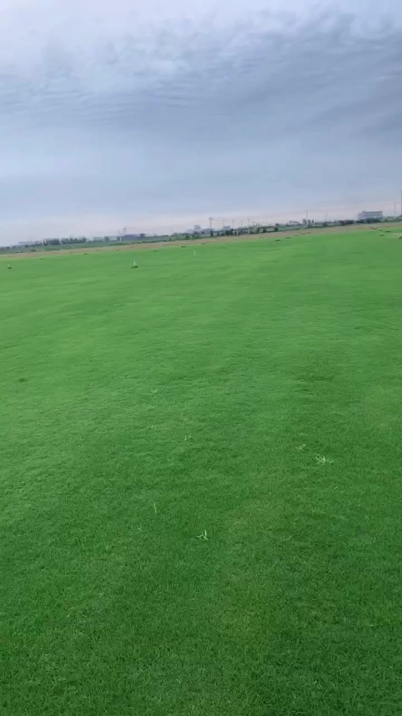 百慕大草坪，基地直销大量现货供应，自产自销，物美价廉