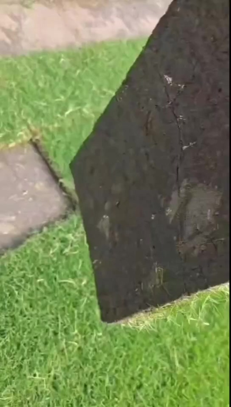 百慕大草坪，基地直销大量现货供应，自产自销，物美价廉
