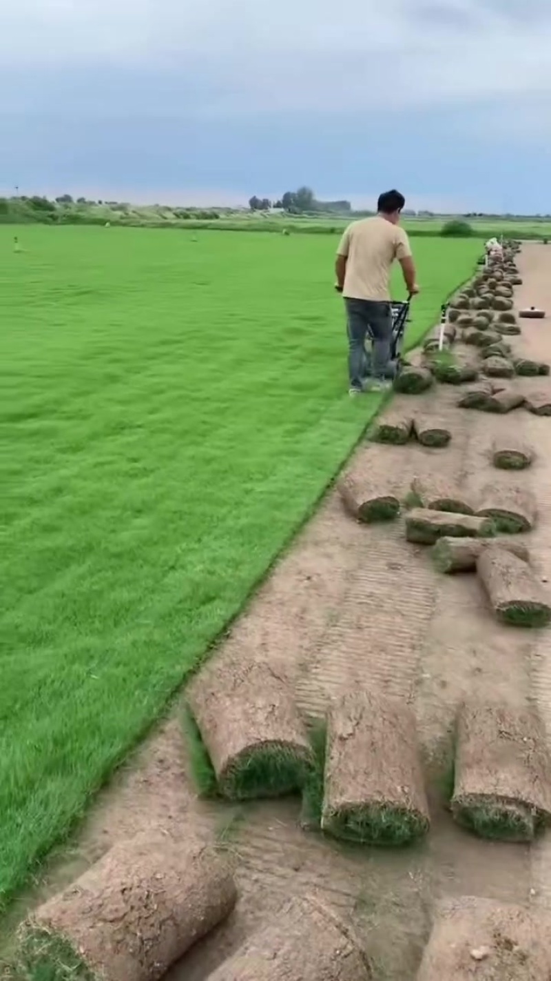 百慕大草坪，基地直销大量现货供应，自产自销，物美价廉