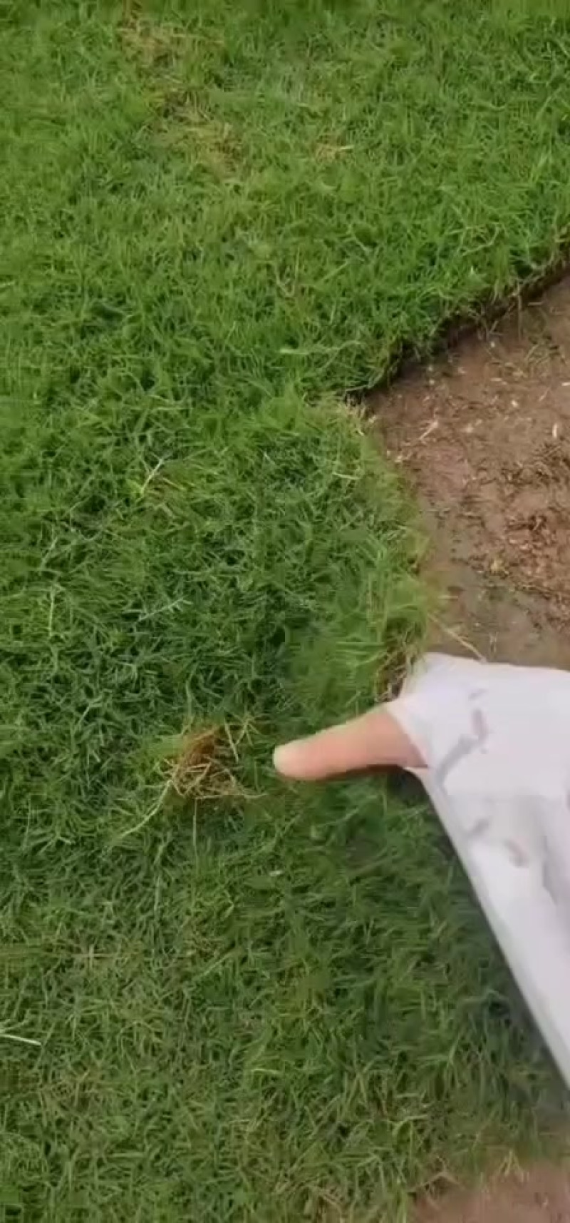 百慕大草坪，基地直销大量现货供应，自产自销，物美价廉