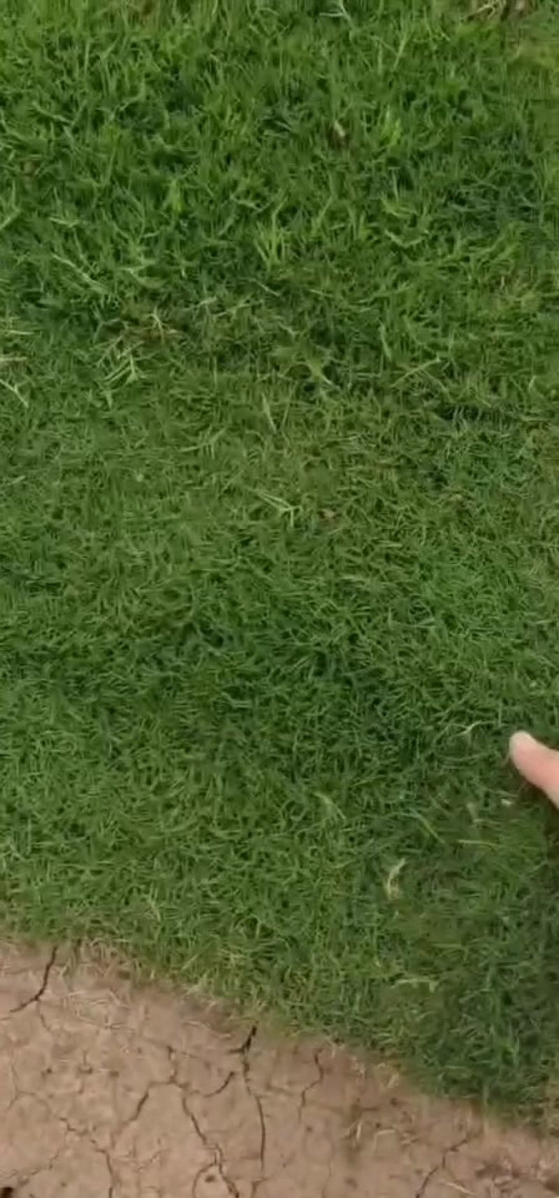 百慕大草坪，基地直销大量现货供应，自产自销，物美价廉