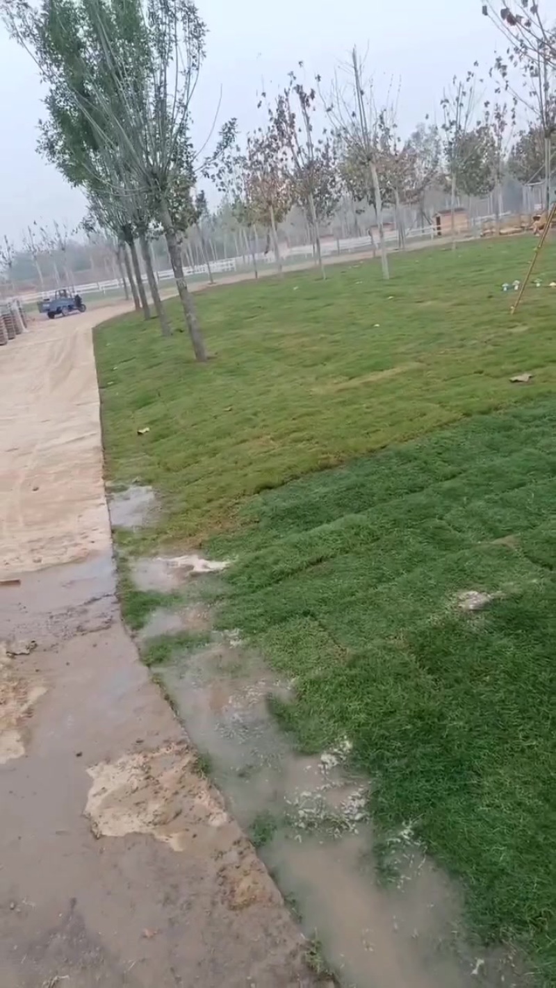 百慕大草坪，基地直销大量现货供应，自产自销，物美价廉