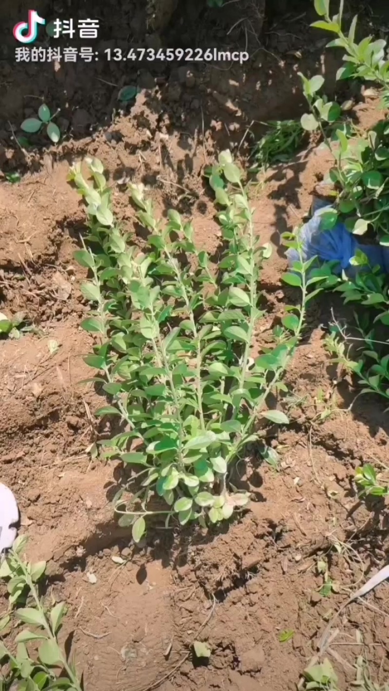 百慕大草坪，基地直销大量现货供应，自产自销，物美价廉