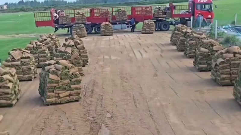 百慕大草坪，基地直销大量现货供应，自产自销，物美价廉