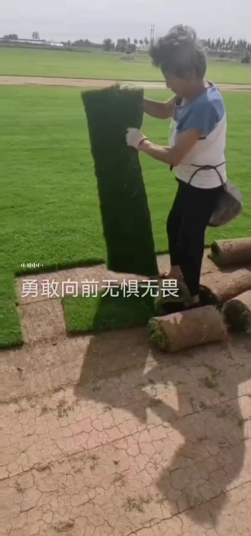 百慕大草坪，基地直销大量现货供应，自产自销，物美价廉