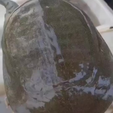 外塘老甲鱼，甲鱼，生态甲鱼源头直供