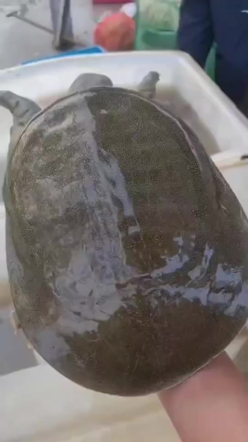 外塘老甲鱼，甲鱼，生态甲鱼源头直供