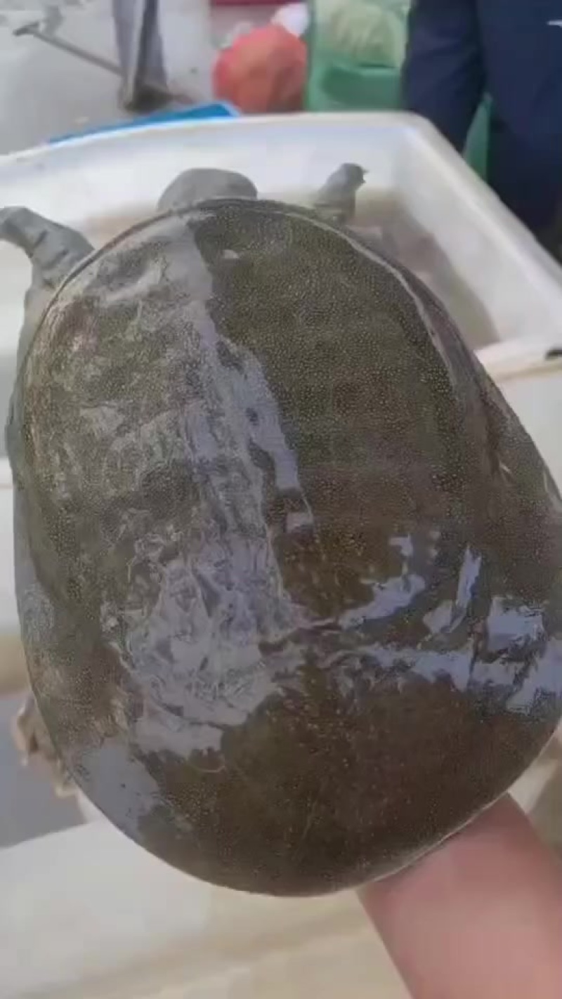 外塘老甲鱼，甲鱼，生态甲鱼源头直供