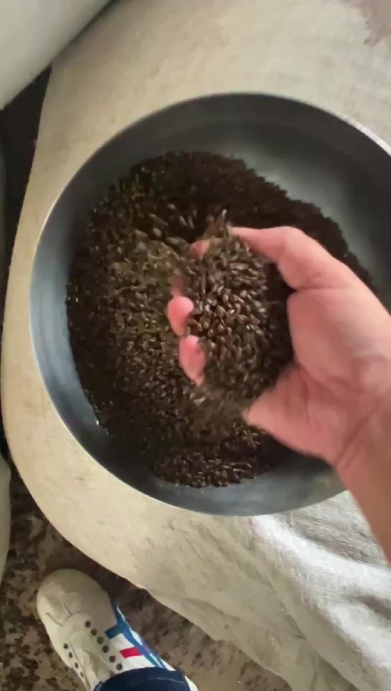 大量批发决明子
