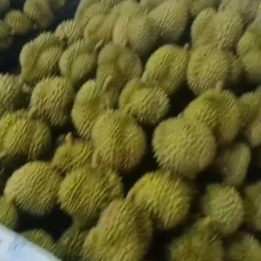 金枕巴掌