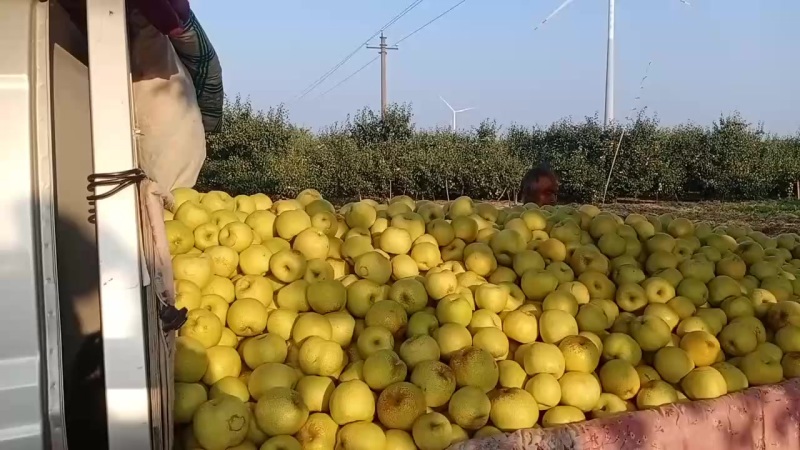 梨