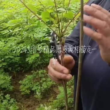 黄柏苗