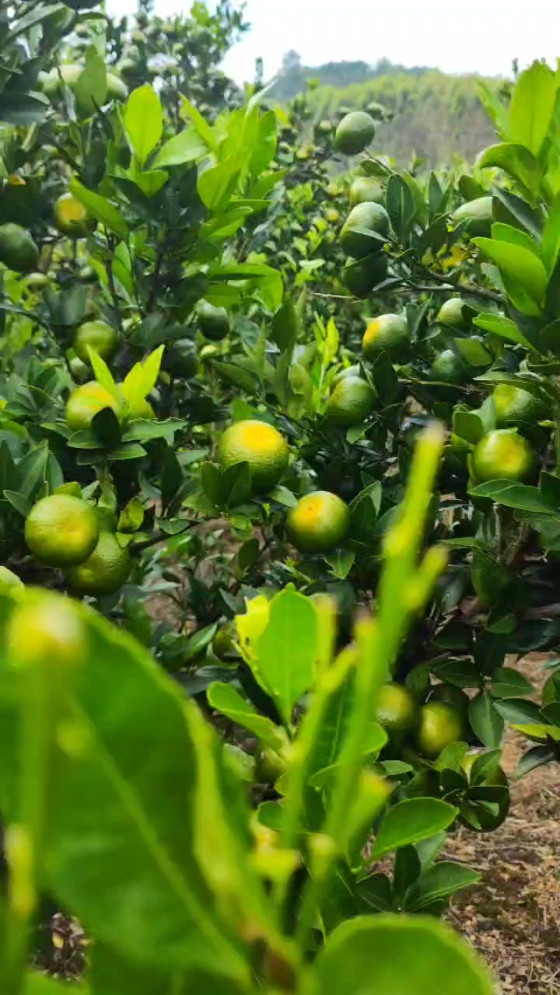 今年的南风大量上市。