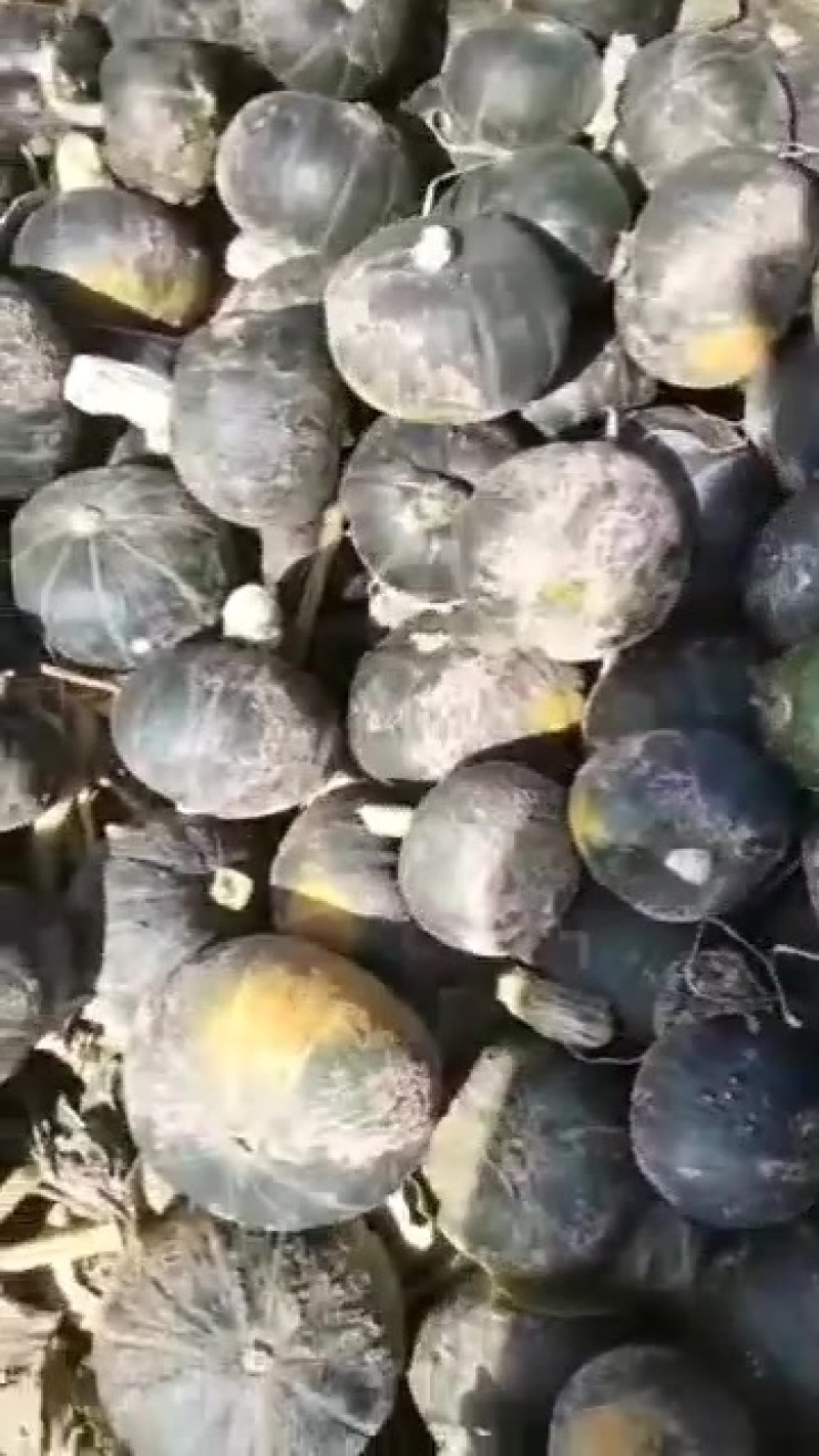 贝贝南瓜，品质好，价格合理，量大从优，欢迎选购。