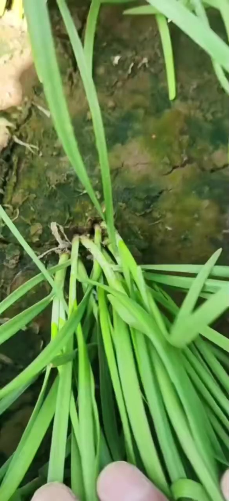 精品韭菜大量上市！