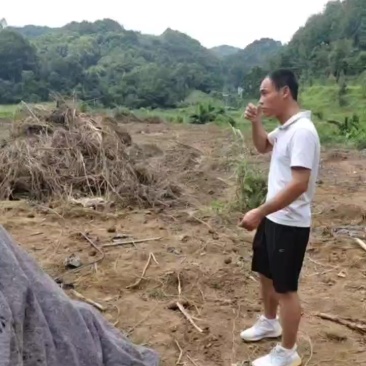 广西，大量供应五指毛桃鲜货