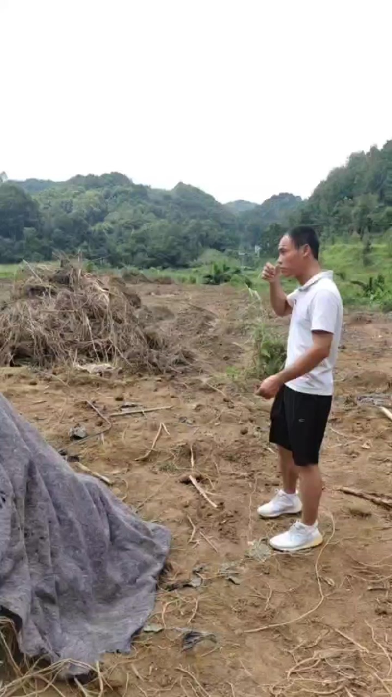 广西，大量供应五指毛桃鲜货