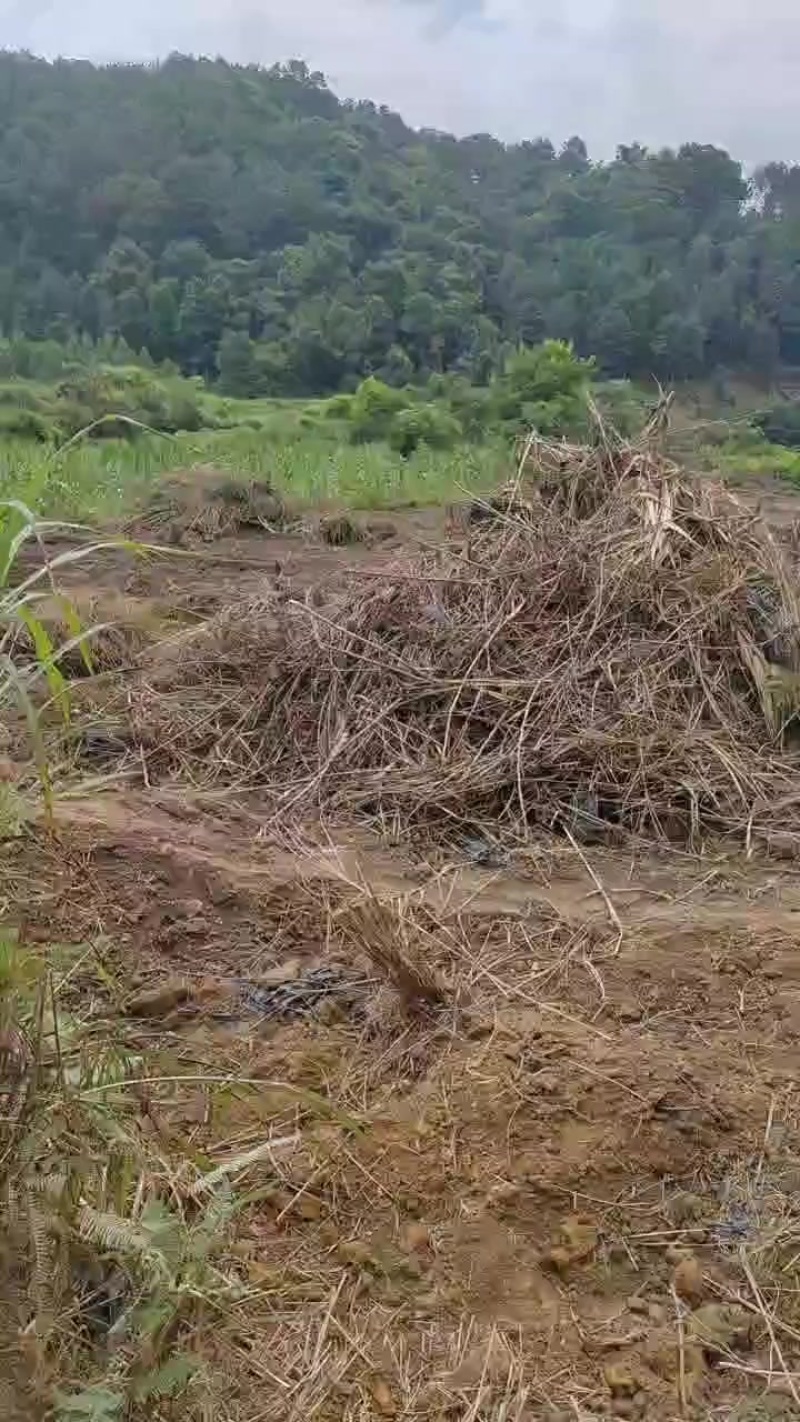 广西，大量供应五指毛桃鲜货