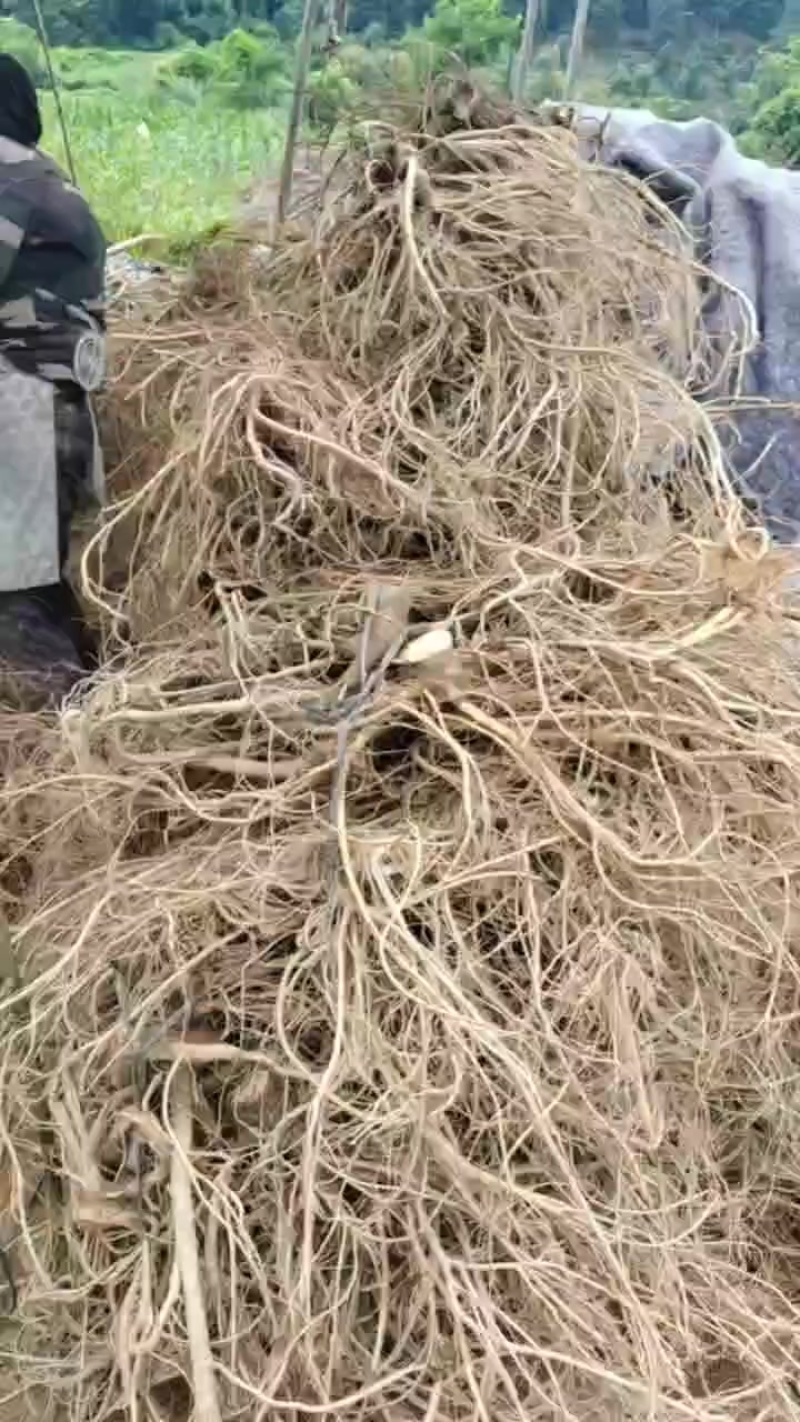 广西，大量供应五指毛桃鲜货
