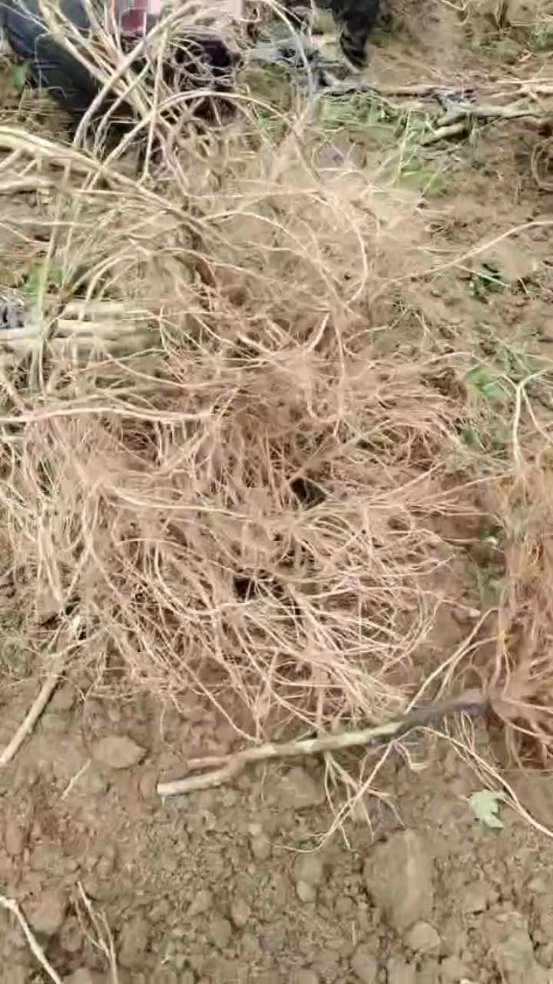 广西，大量供应五指毛桃鲜货