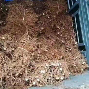 广西贺州钟山原产地直销五指毛桃长期大量供应鲜货