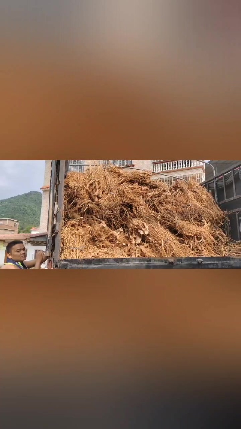 广西贺州钟山原产地直销五指毛桃长期大量供应鲜货