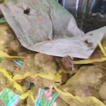 大家好！沂水芋头特大球开始上市，成熟期已够，欢迎联系