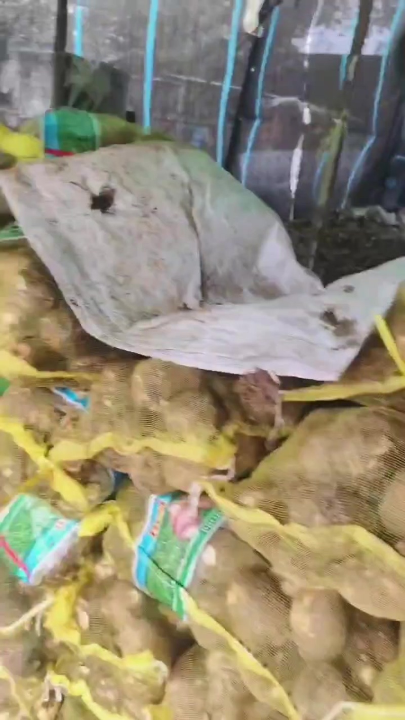 大家好！沂水芋头特大球开始上市，成熟期已够，欢迎联系