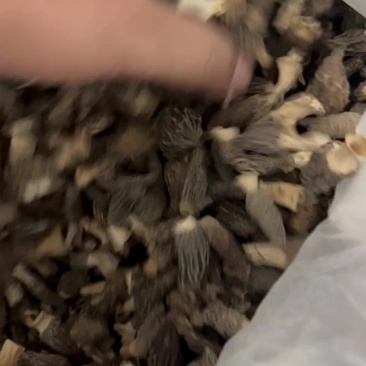 羊肚菌特价小货宝宝菇2-4公分