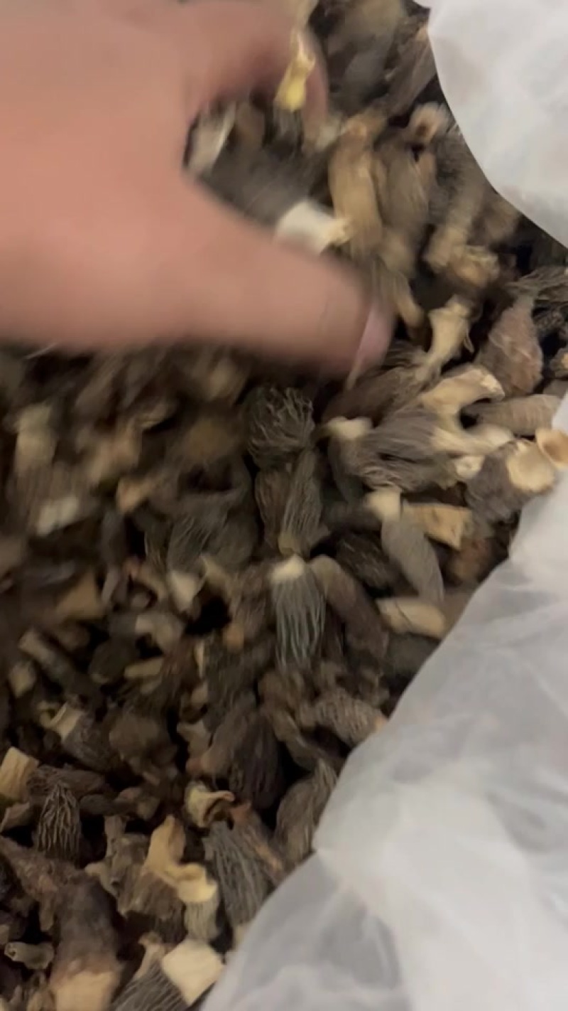 羊肚菌特价小货宝宝菇2-4公分