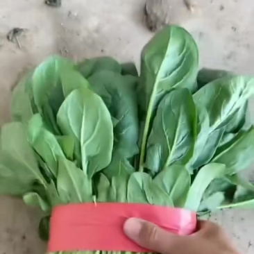 菠菜大量上市需要各种老板联系