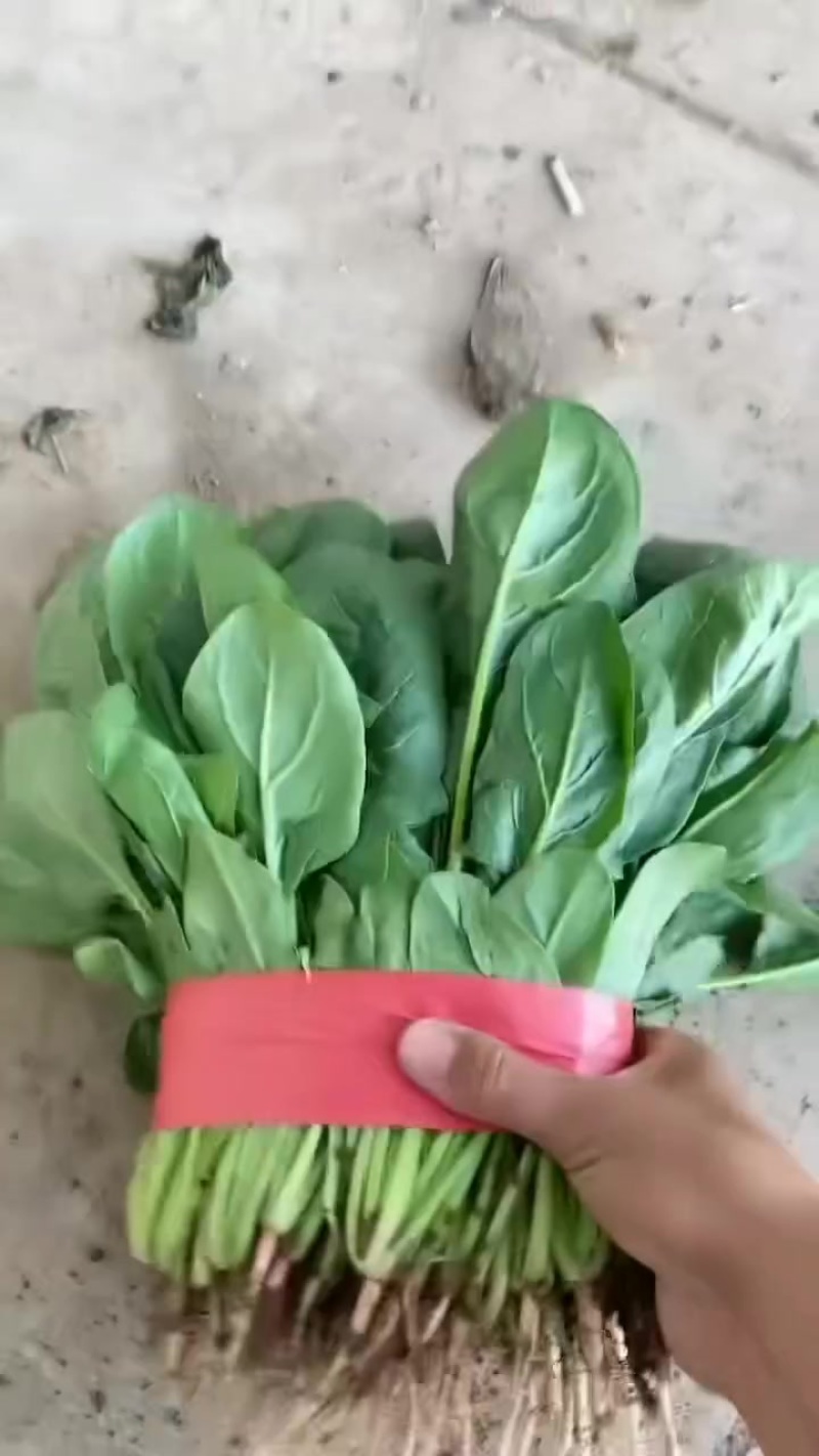 菠菜大量上市需要各种老板联系