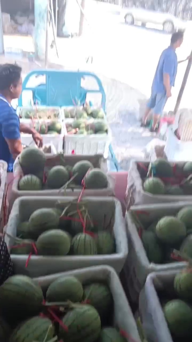 山东小西瓜