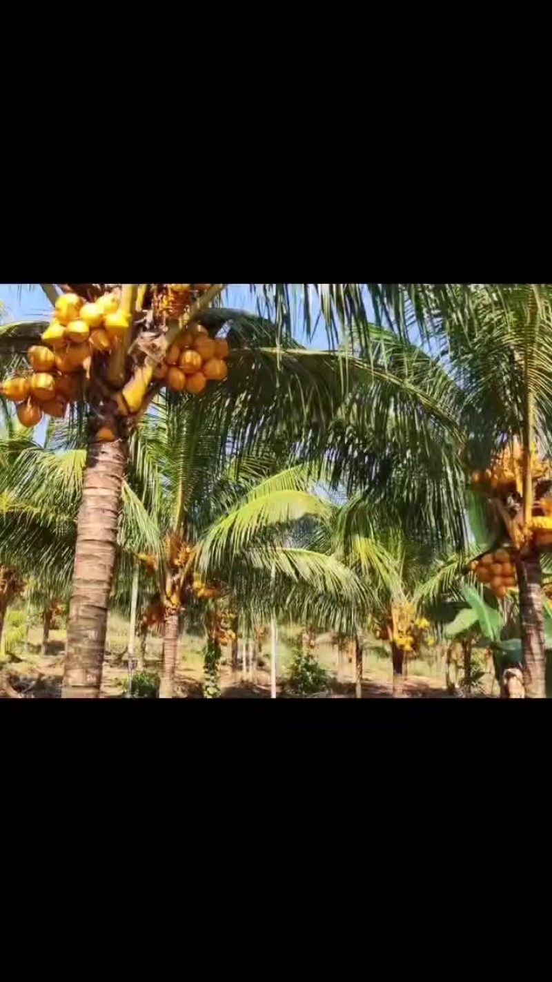 海南黄金椰大量上货