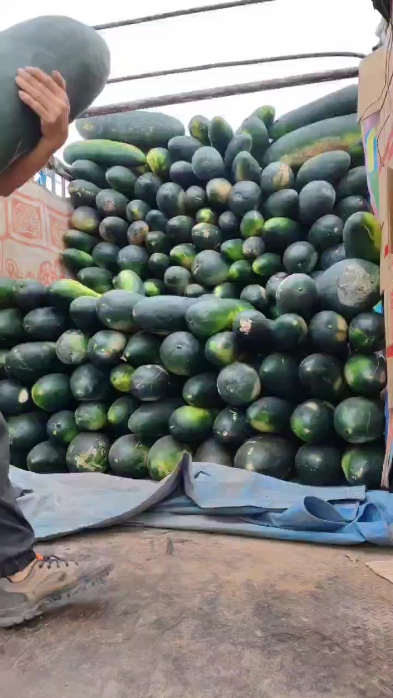 冬瓜