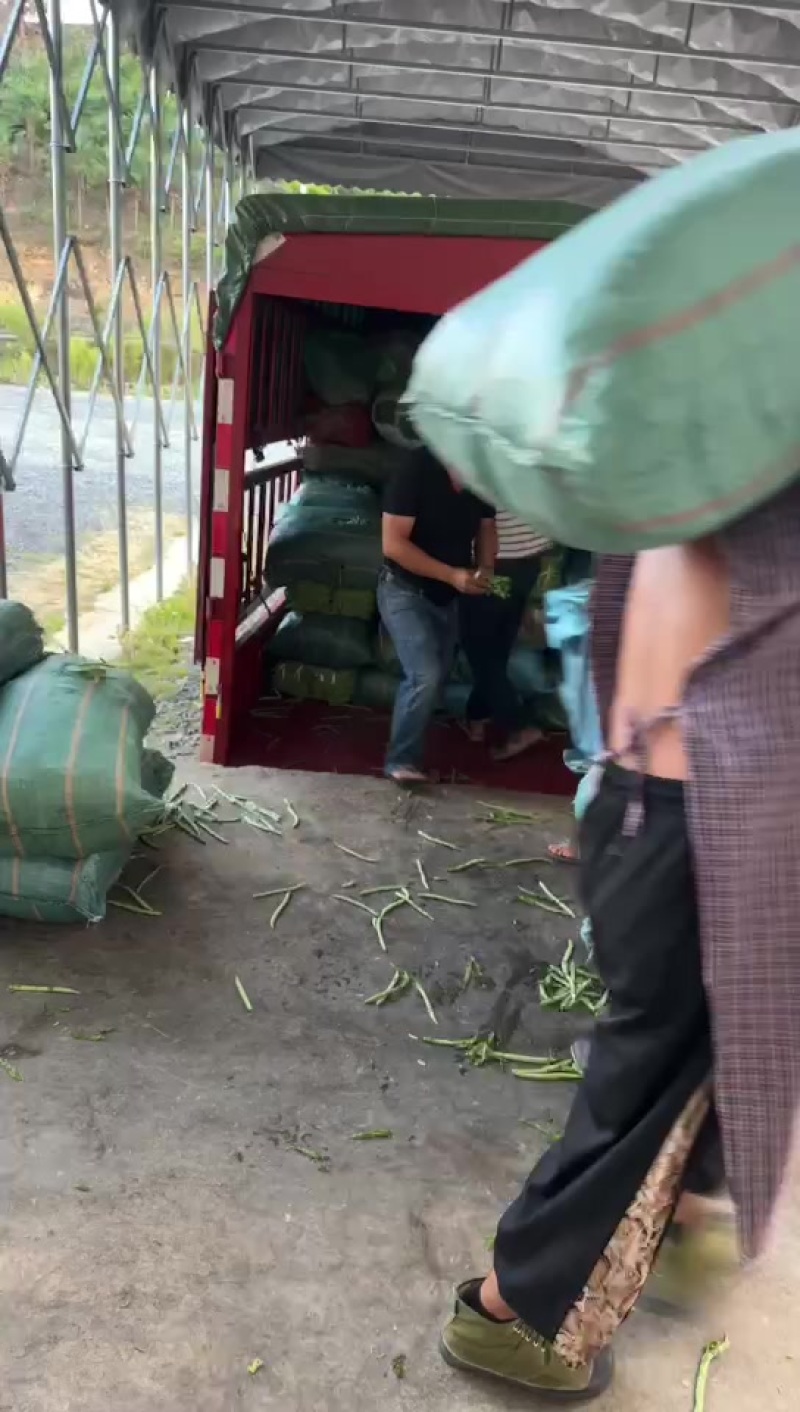 大量供应电商货，四季豆每天出货30吨