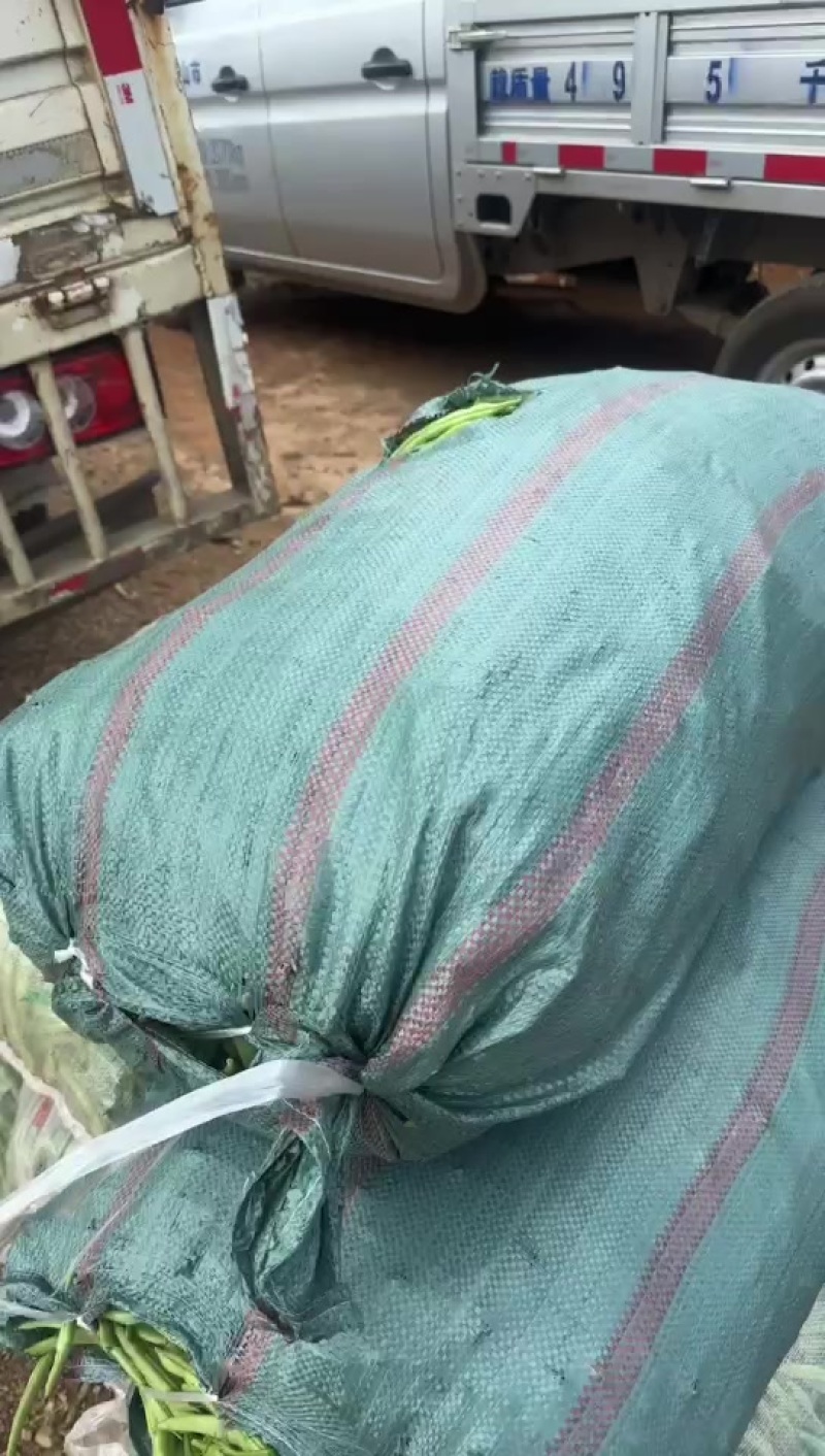 大量供应电商货，四季豆每天出货30吨