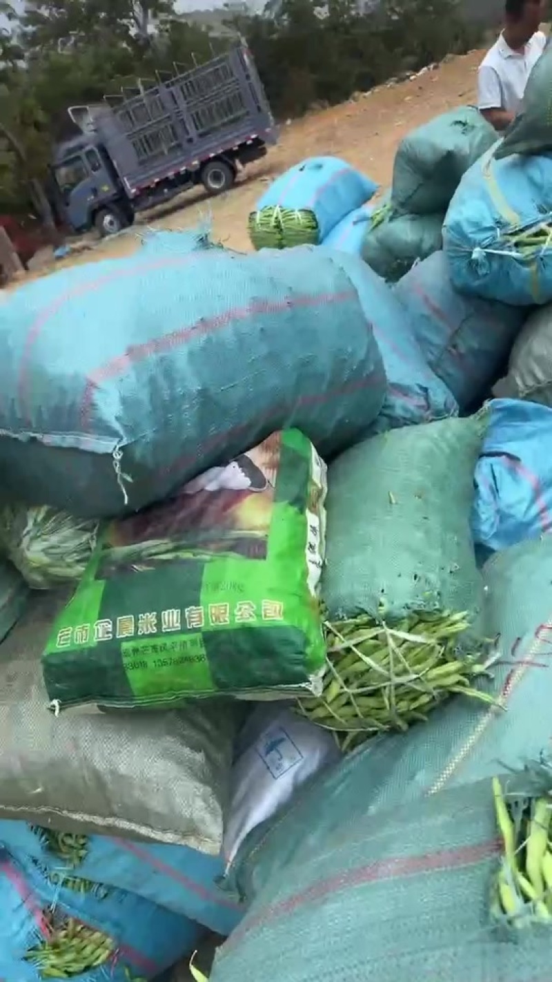 大量供应电商货，四季豆每天出货30吨