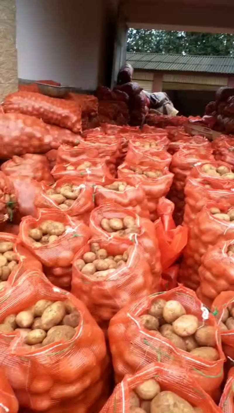 青薯九号种