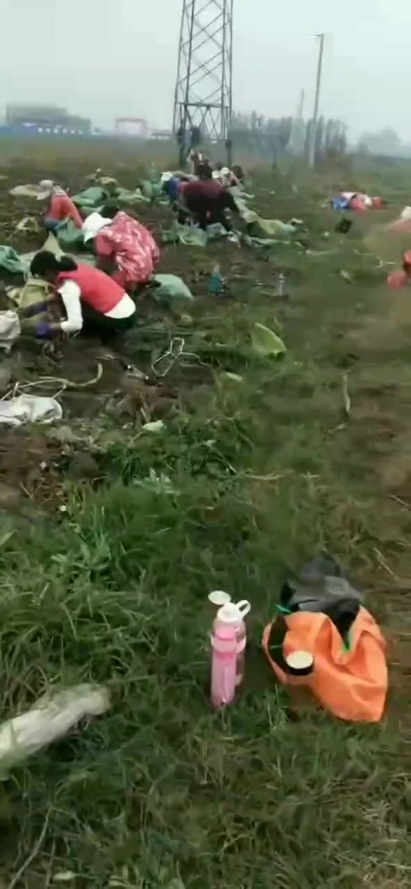 青薯九号种