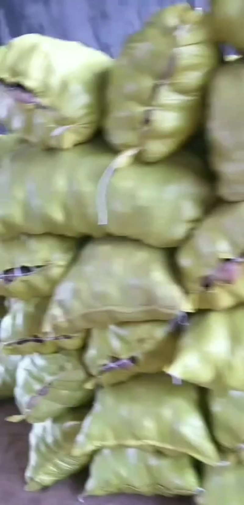 青薯九号种