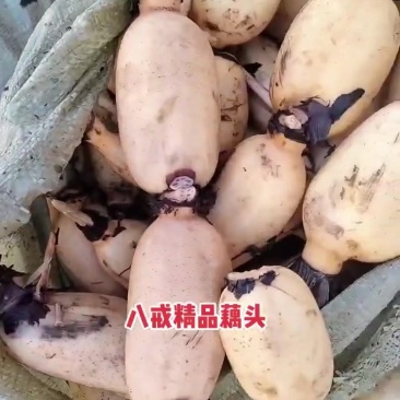 精品莲头
