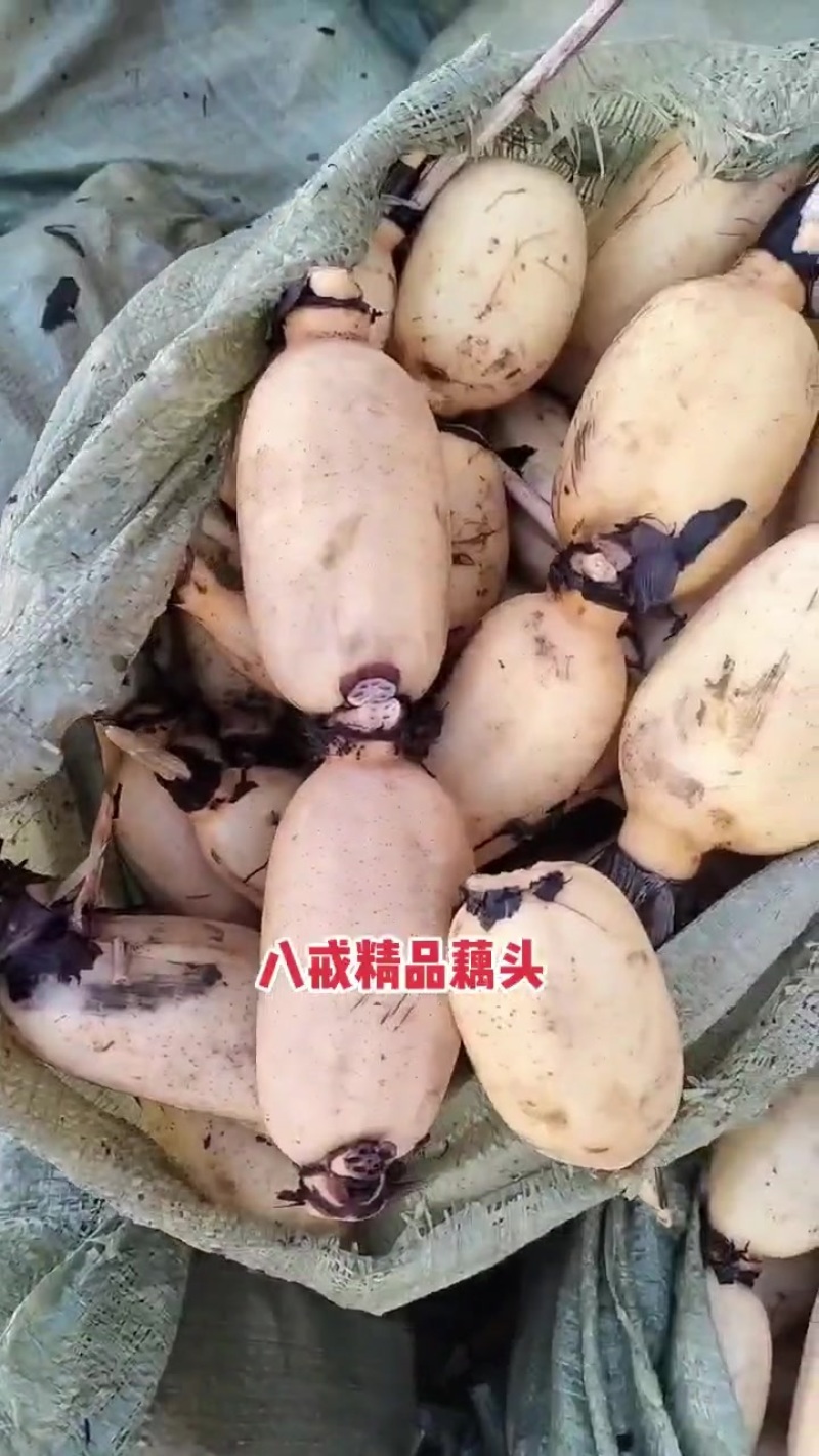 精品莲头