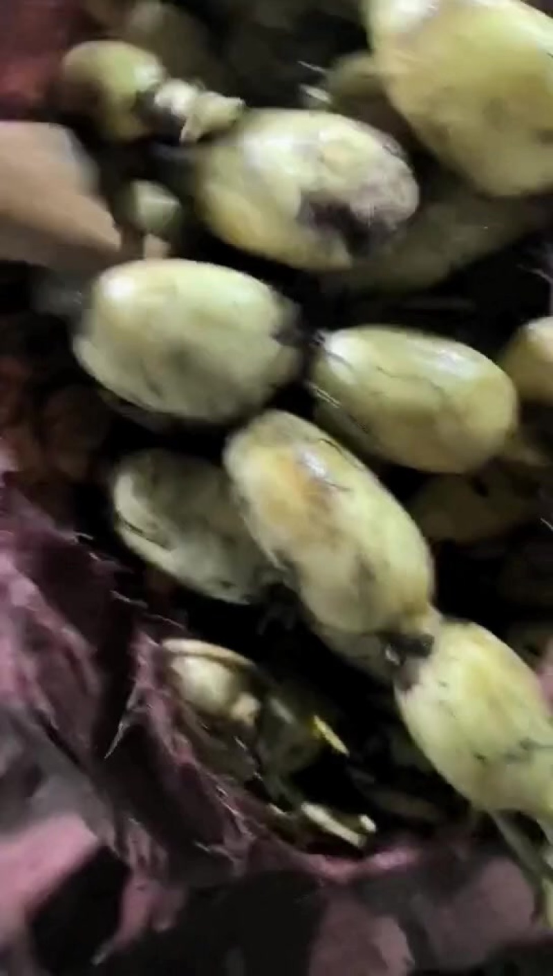 精品莲头