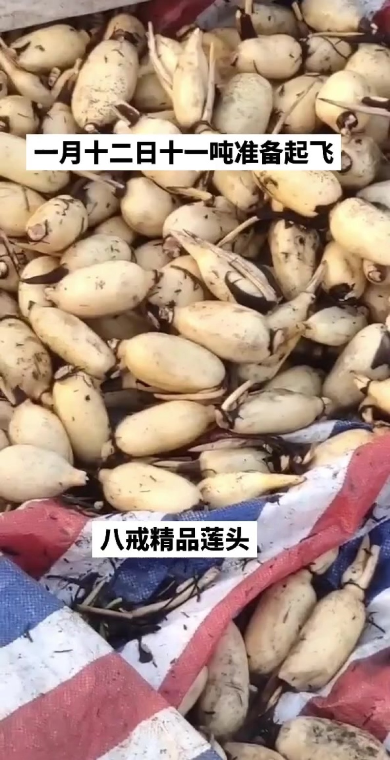 精品莲头